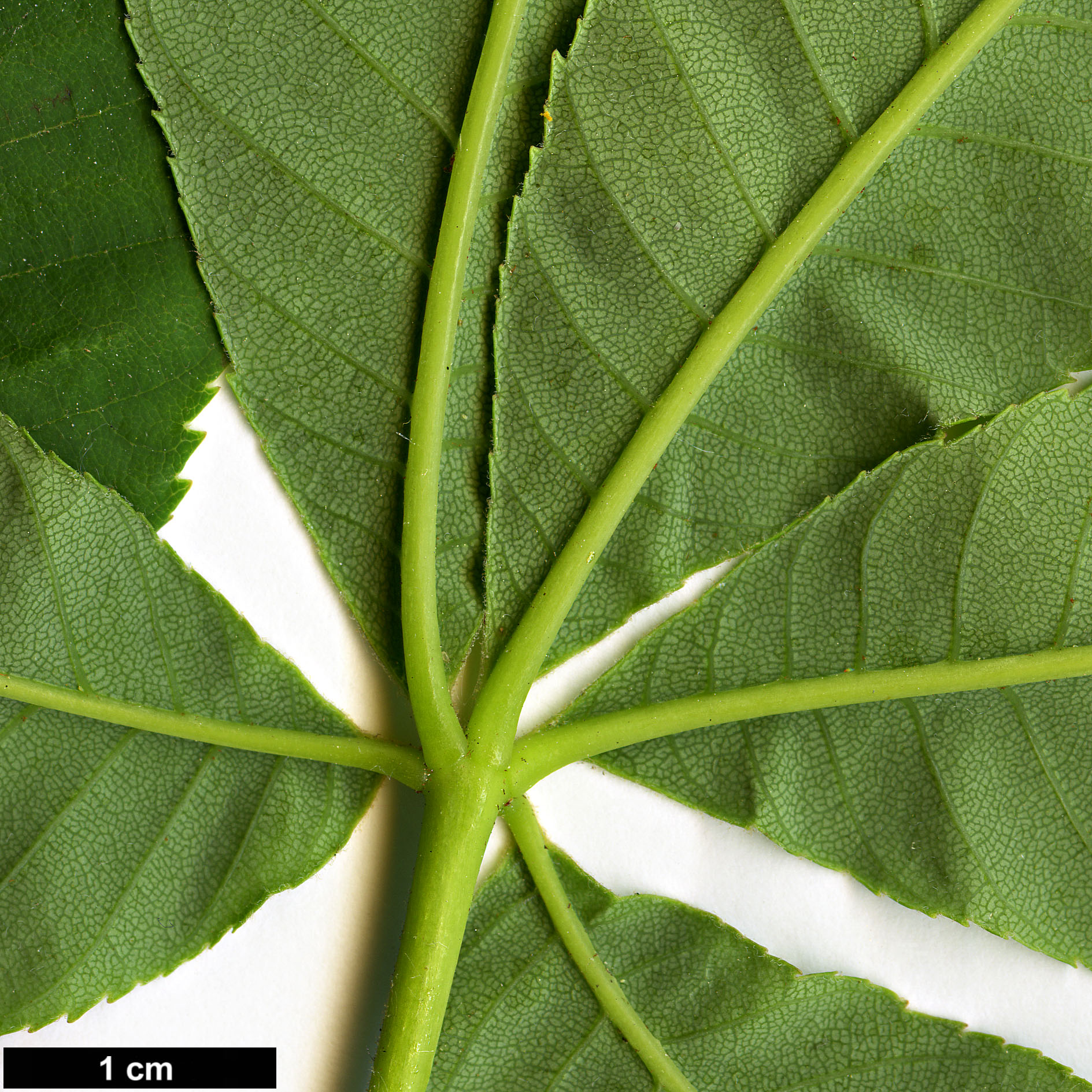 High resolution image: Family: Sapindaceae - Genus: Aesculus - Taxon: sylvatica